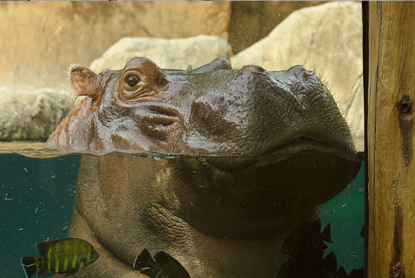 Hippo closeup_Saint Louis Zoo.jpg